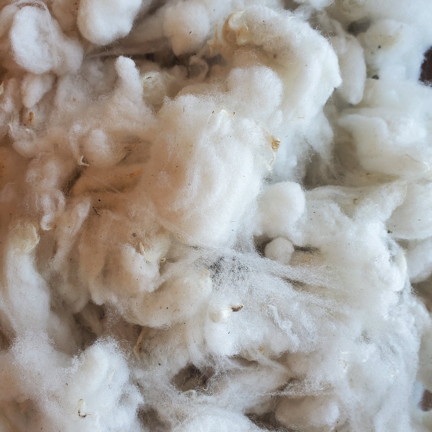 Washed Rambouillet Wool