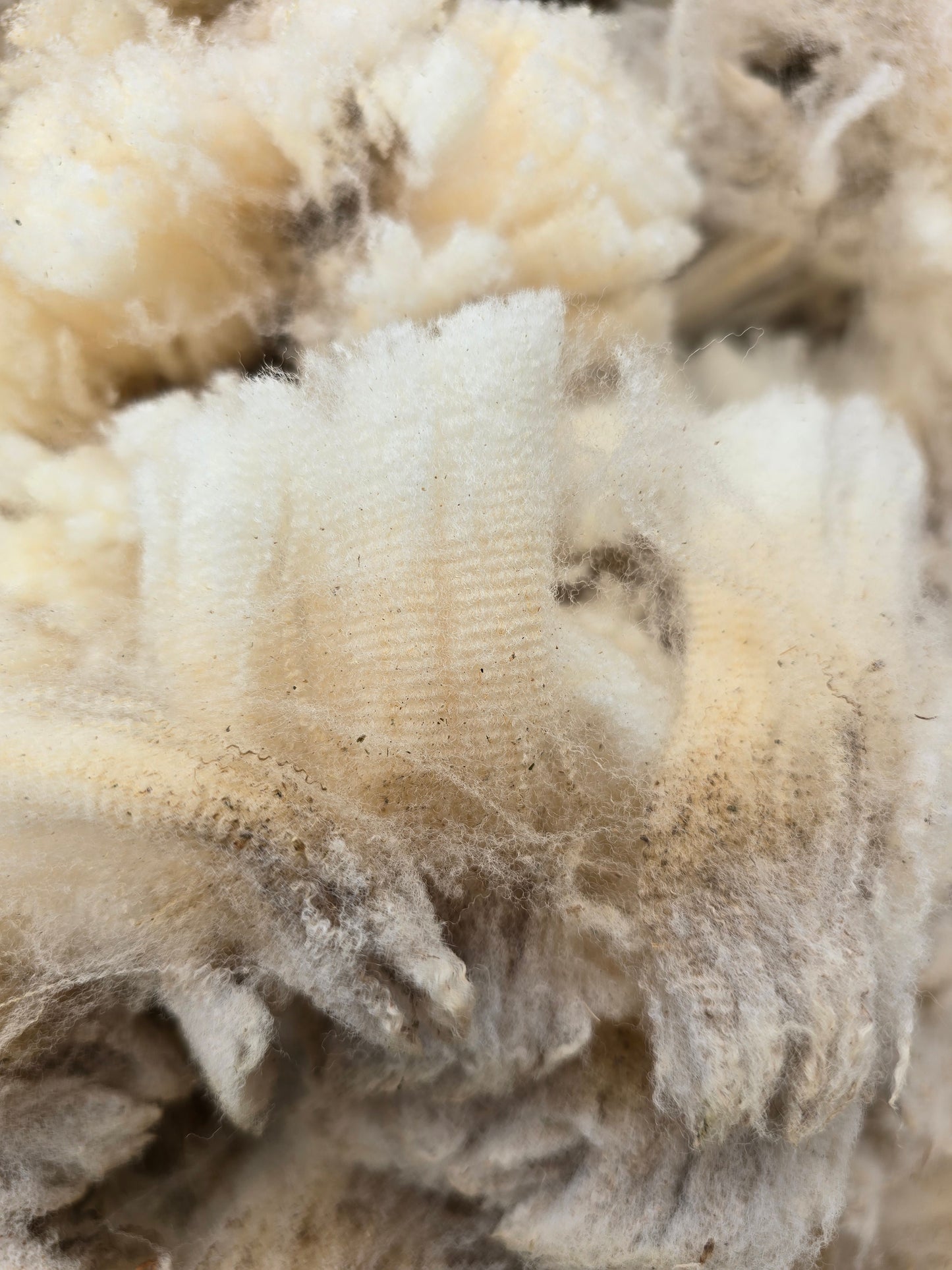 Wool Raw Rambouillet Fleece