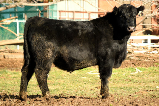 Valli Hi Showcase 225