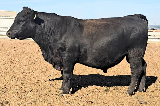 Valli Hi Ridgeline 275