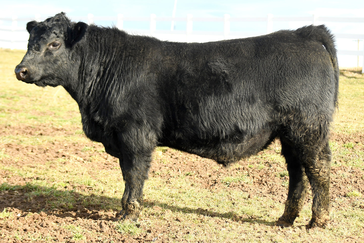 Valli Hi North Star 625