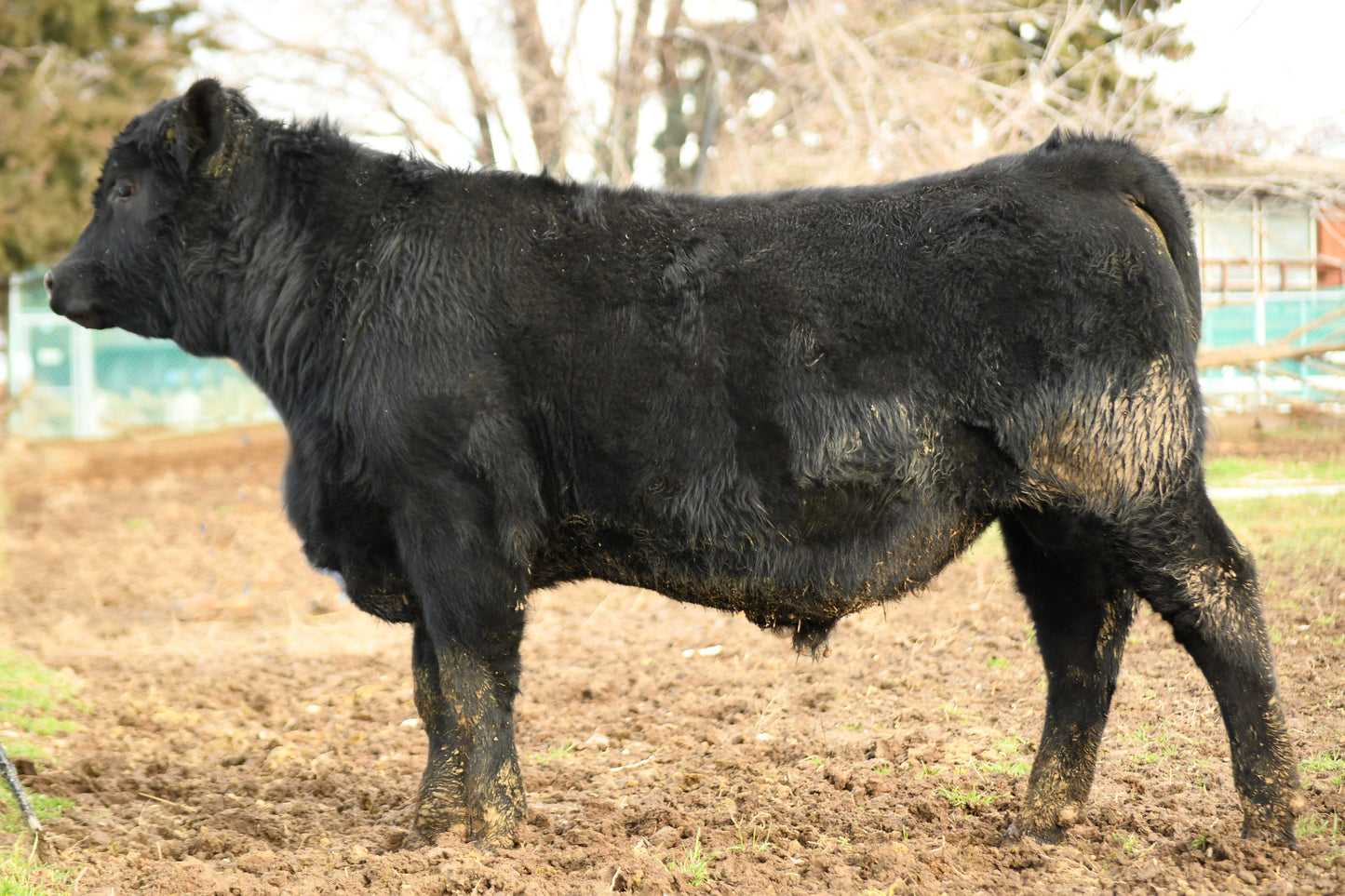 Valli Hi Showcase 645