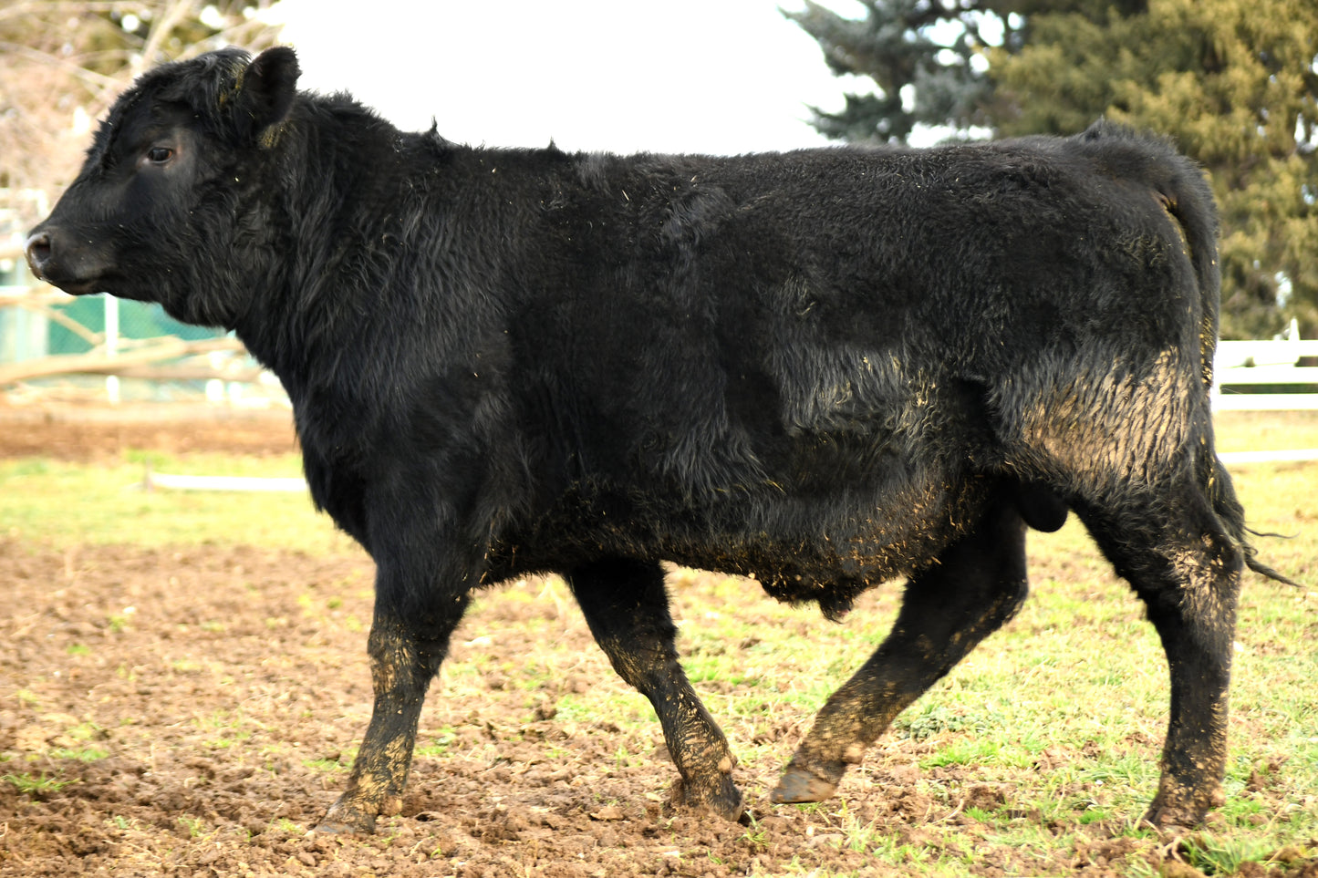 Valli Hi Showcase 645