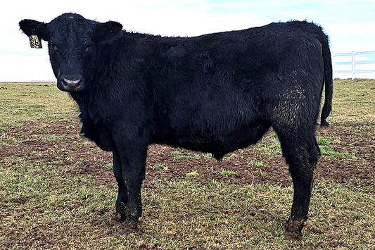 Valli Hi Crosswind 95