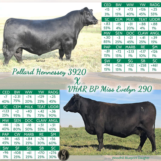 Pollard Hennessey X VHAR BP Miss Evelyn 290