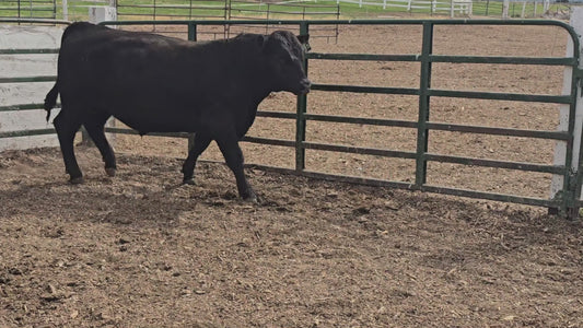 Valli Hi Showcase 225
