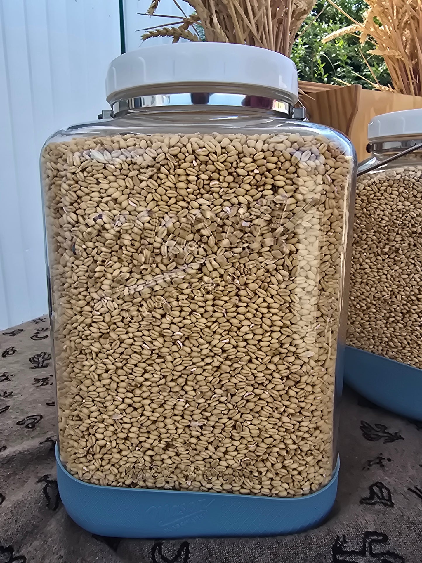 Black Jack Soft Winter Wheat