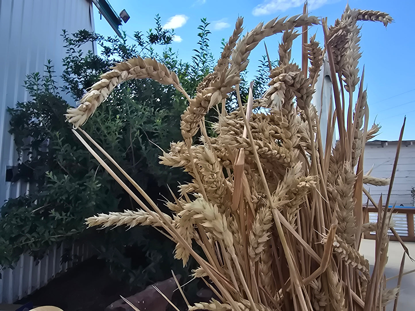 Black Jack Soft Winter Wheat