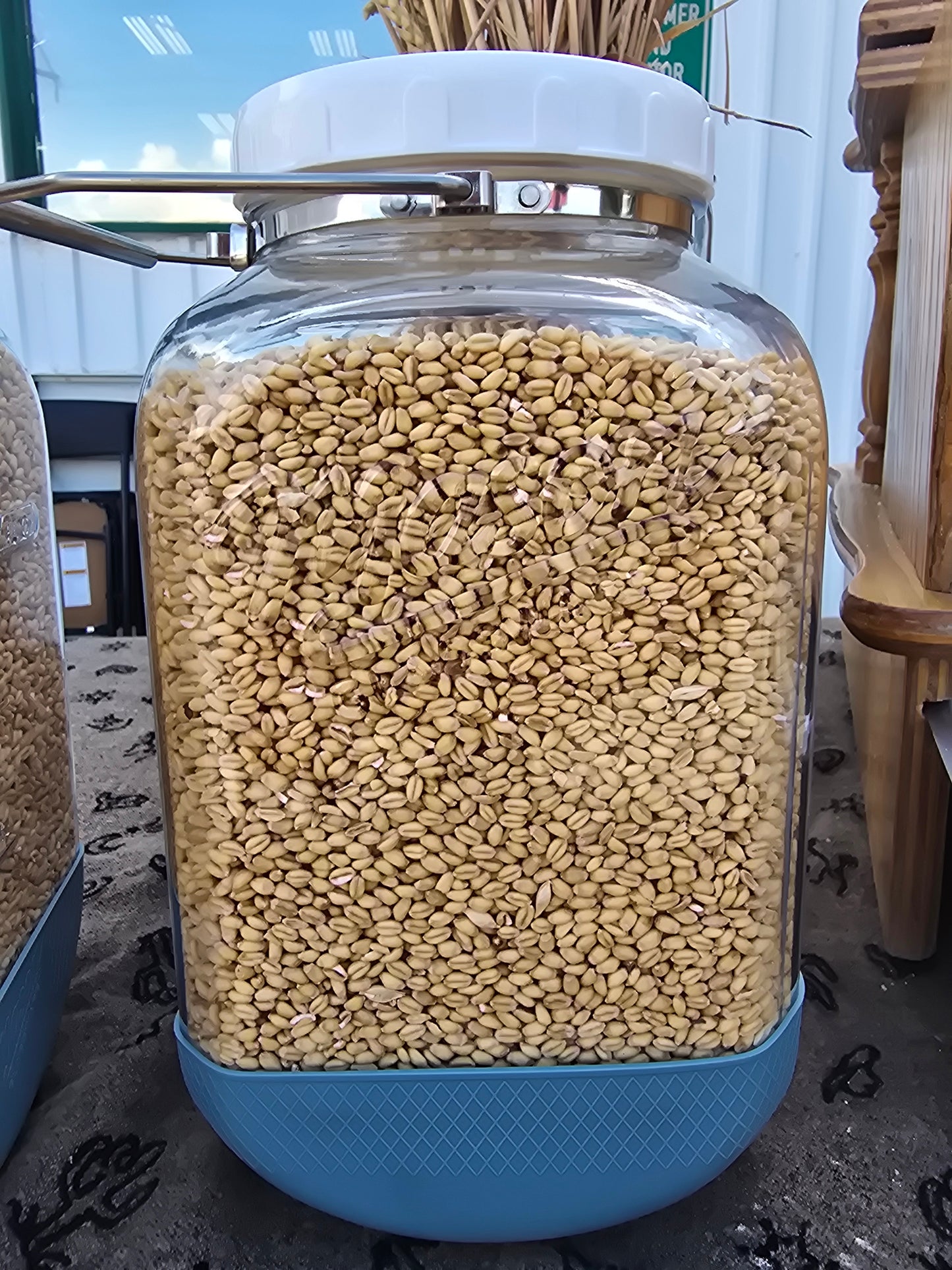 Black Jack Soft Winter Wheat